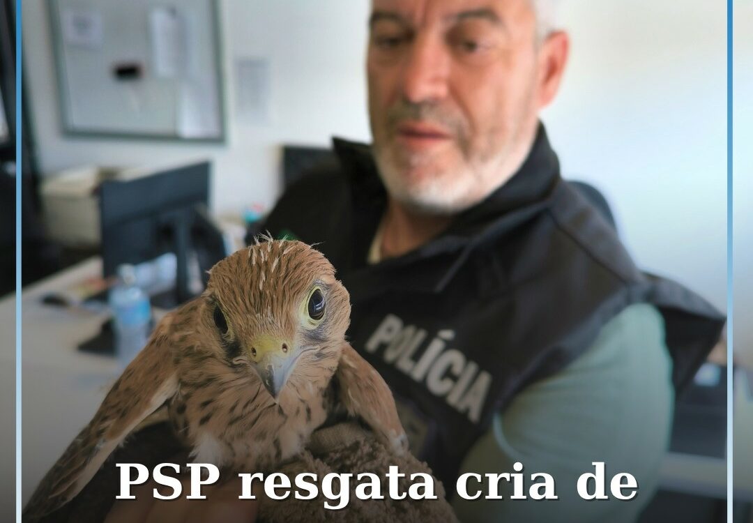 PSP resgata cria de falcão em dificuldades numa varanda em Castelo Branco