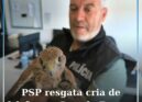 PSP resgata cria de falcão em dificuldades numa varanda em Castelo Branco