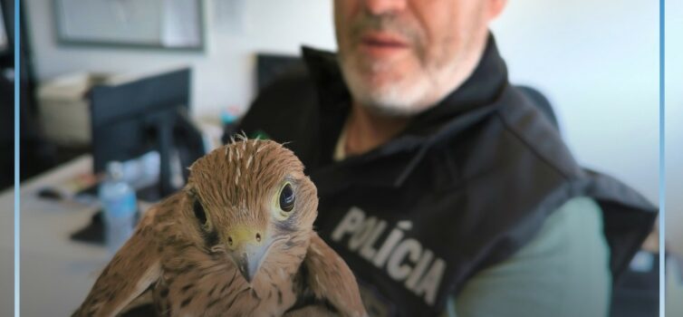 PSP resgata cria de falcão em dificuldades numa varanda em Castelo Branco