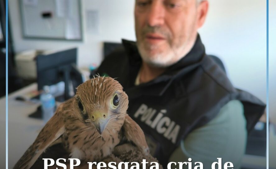 PSP resgata cria de falcão em dificuldades numa varanda em Castelo Branco