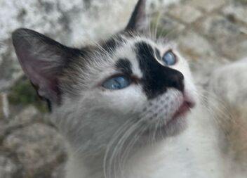 Perdida