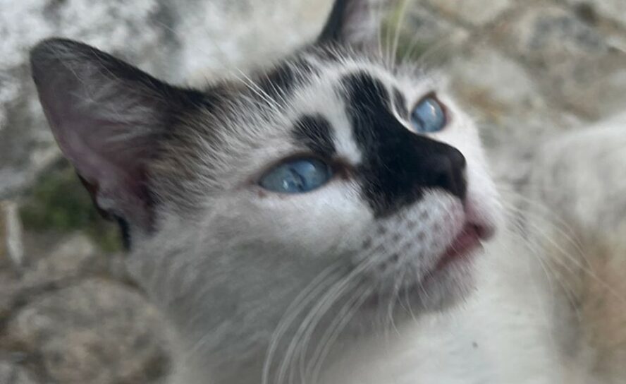 Perdida