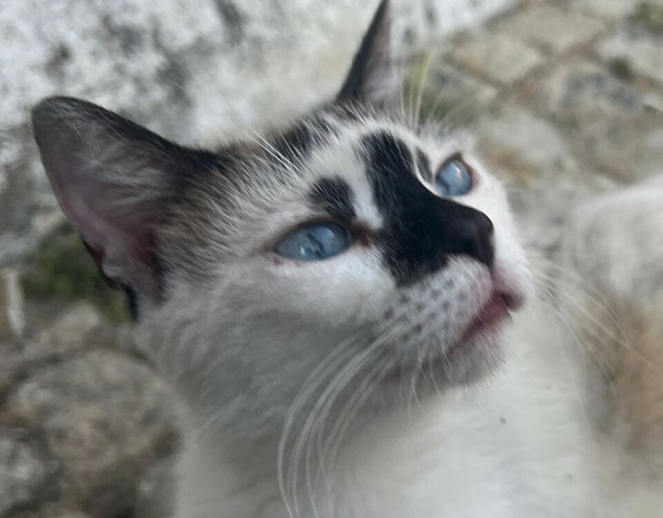 Perdida