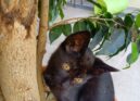 Quatro gatinhos procuram adoção responsável em Vila Velha de Ródão