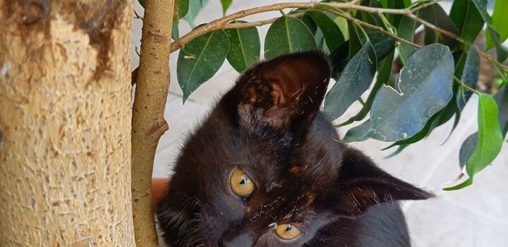 Quatro gatinhos procuram adoção responsável em Vila Velha de Ródão