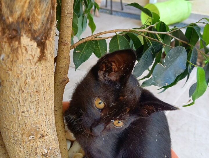 Quatro gatinhos procuram adoção responsável em Vila Velha de Ródão