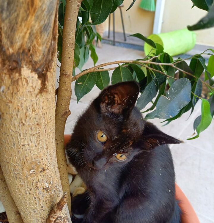Quatro gatinhos procuram adoção responsável em Vila Velha de Ródão