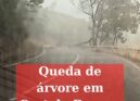 Queda de árvore em Castelo Branco
