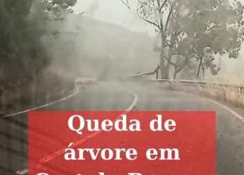 Queda de árvore em Castelo Branco