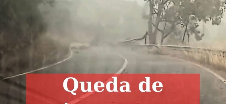 Queda de árvore em Castelo Branco