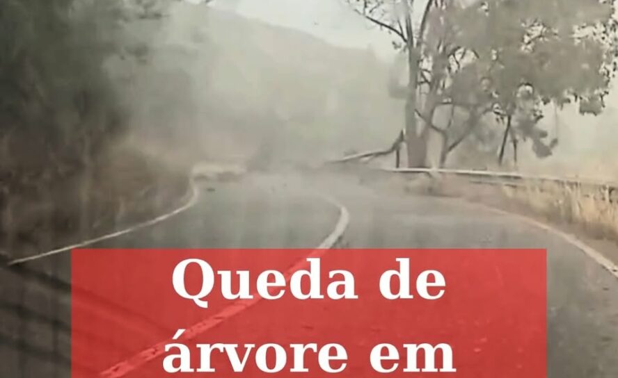 Queda de árvore em Castelo Branco