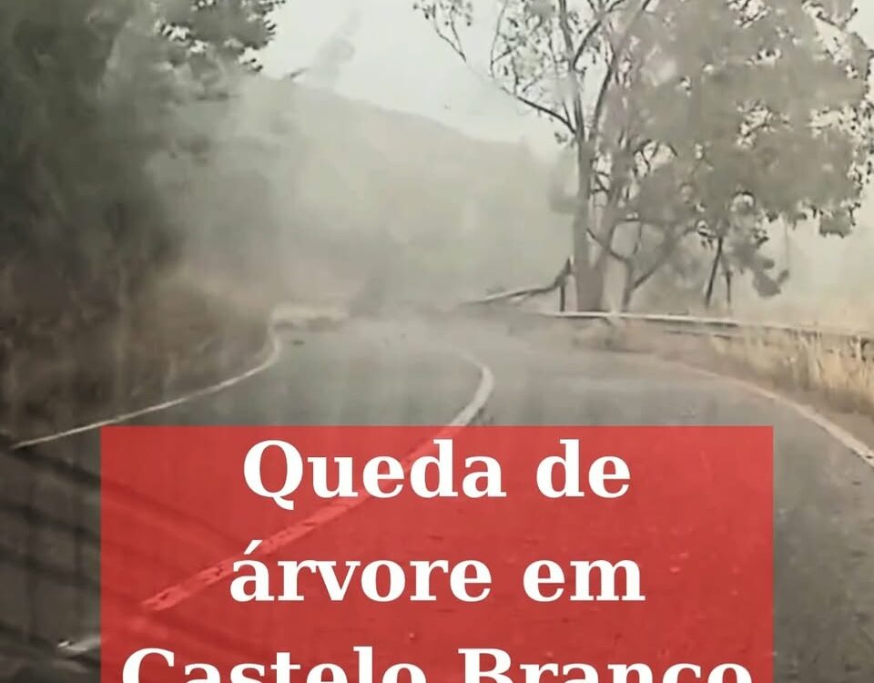 Queda de árvore em Castelo Branco