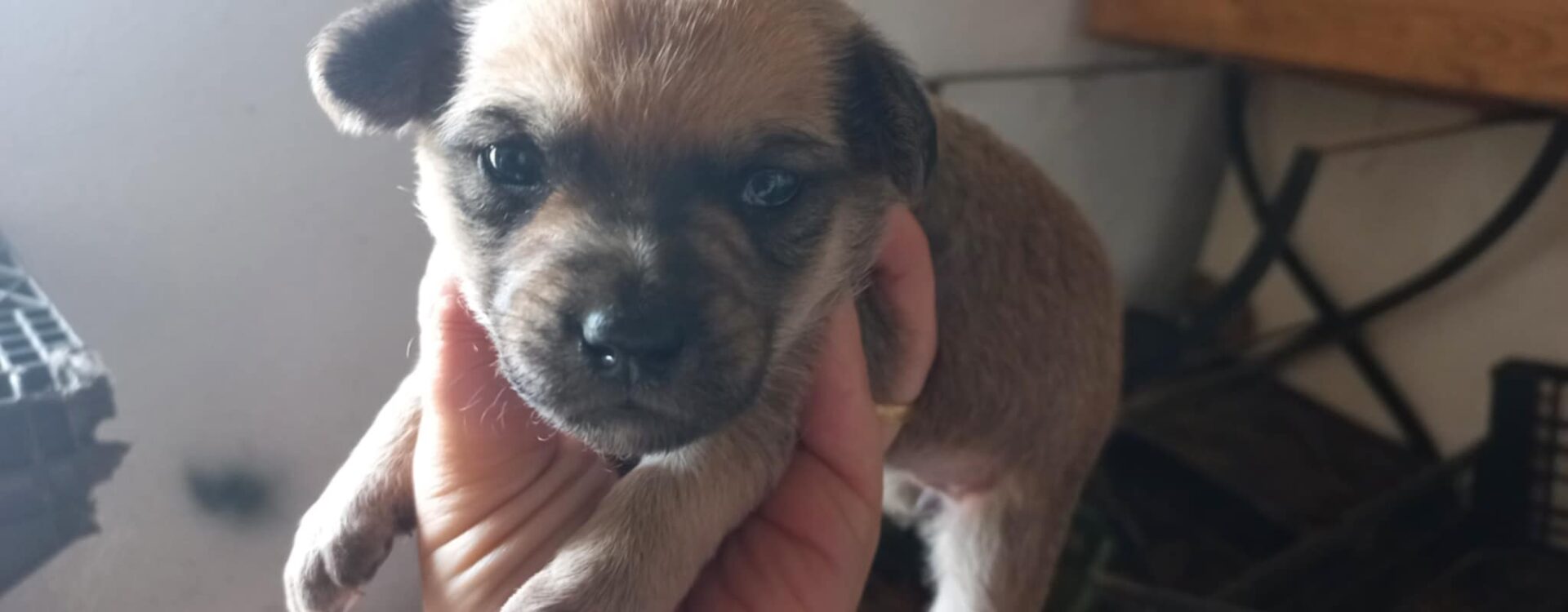 Seis cãezinhos para adoção responsável
