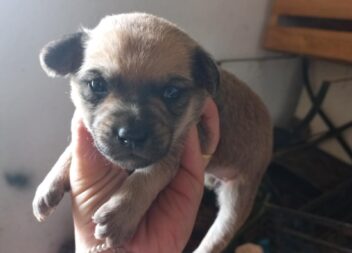 Seis cãezinhos para adoção responsável