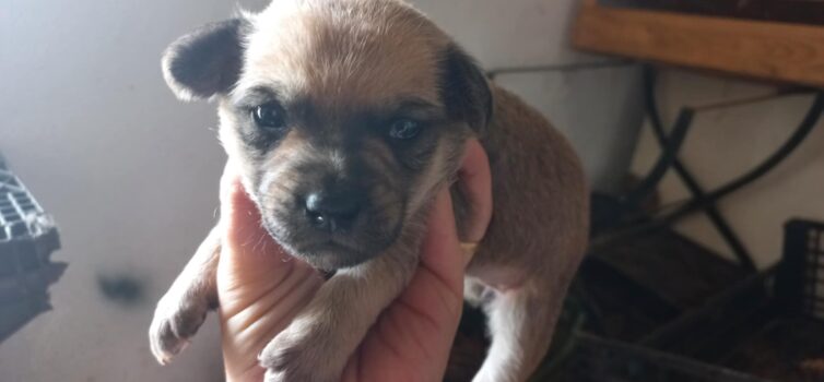 Seis cãezinhos para adoção responsável