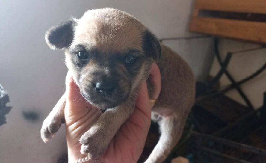 Seis cãezinhos para adoção responsável
