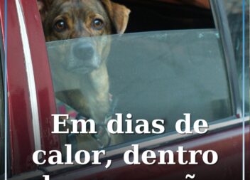 Temperaturas dentro de automóveis podem atingir os 70 °C
