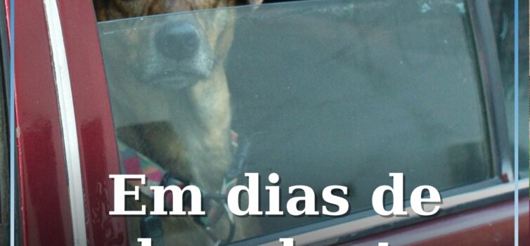 Temperaturas dentro de automóveis podem atingir os 70 °C