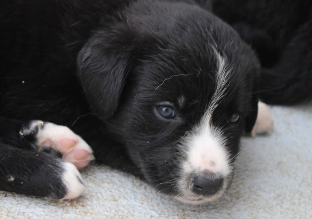 10 cachorros para adoção responsável