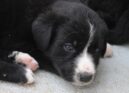 10 cachorros para adoção responsável