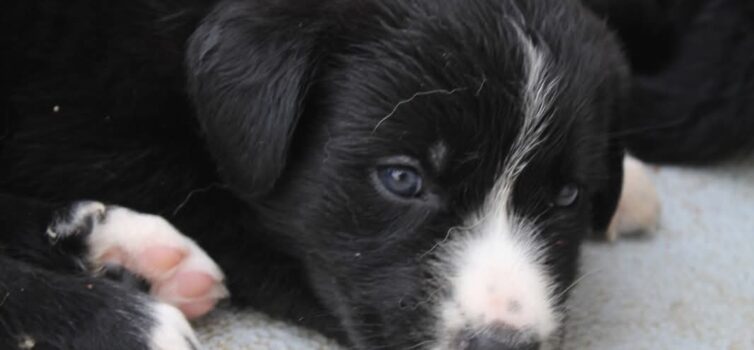 10 cachorros para adoção responsável
