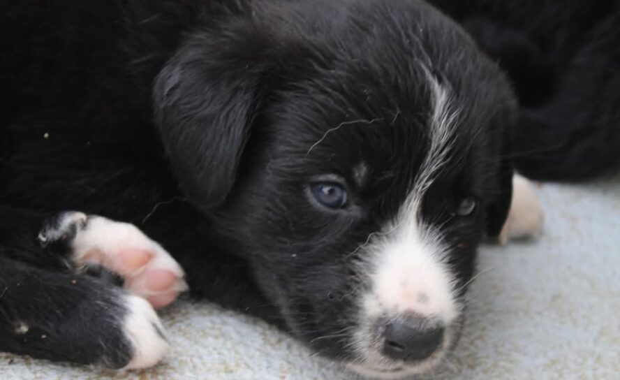 10 cachorros para adoção responsável