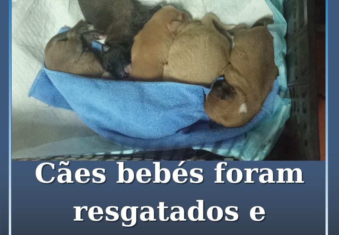 5 cães bebés resgatados procuram um lar