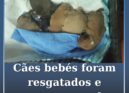 5 cães bebés resgatados procuram um lar