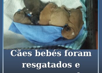 5 cães bebés resgatados procuram um lar