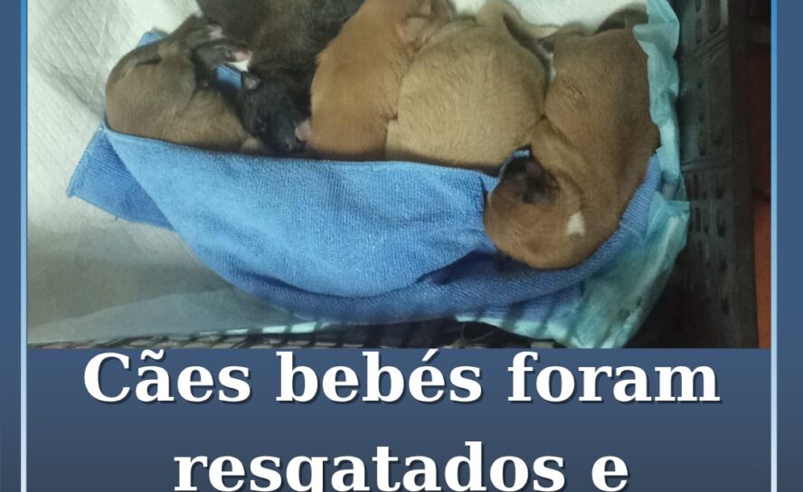 5 cães bebés resgatados procuram um lar