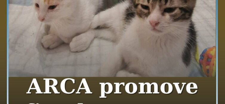 ARCA promove fim de semana de adoção