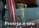 Altas temperaturas exigem cuidados redobrados