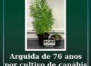 Arguida por cultivo de canábis