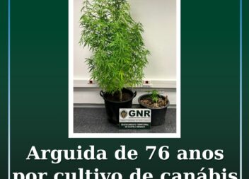 Arguida por cultivo de canábis