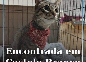 Associação procura dono de gata encontrada perto da Sé de Castelo Branco