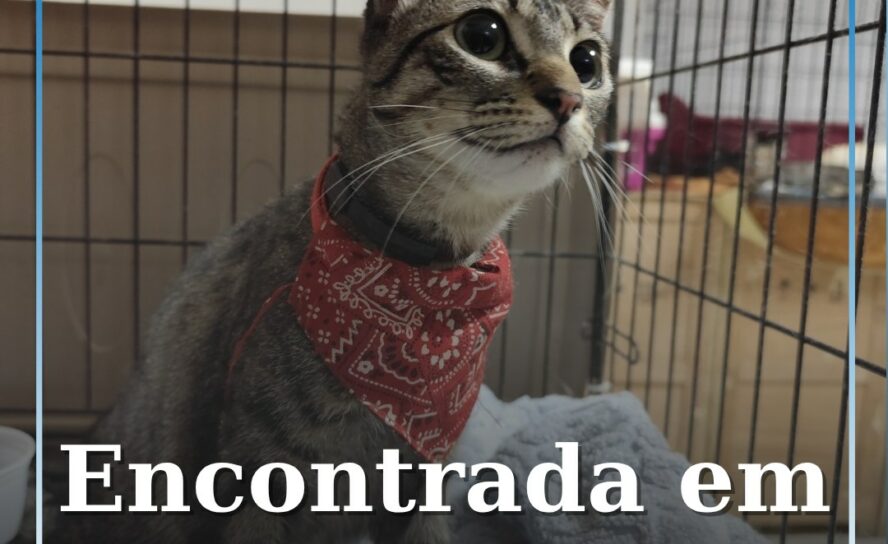Associação procura dono de gata encontrada perto da Sé de Castelo Branco