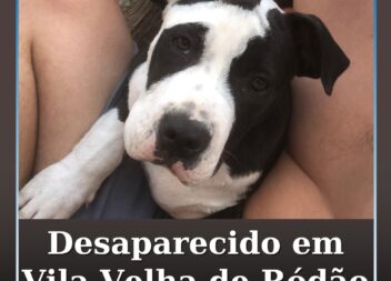 Cão perdido em Vila Velha de Ródão