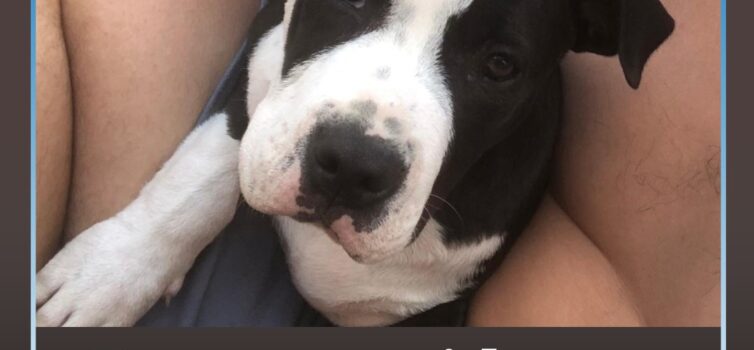 Cão perdido em Vila Velha de Ródão