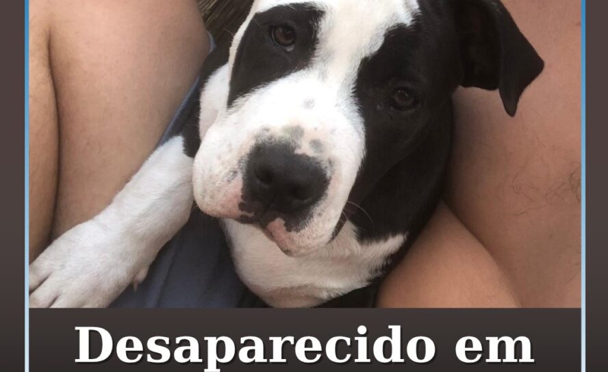 Cão perdido em Vila Velha de Ródão