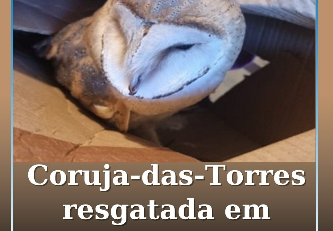Coruja-das-Torres Resgatada em Proença-a-Nova