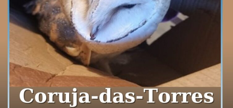 Coruja-das-Torres Resgatada em Proença-a-Nova