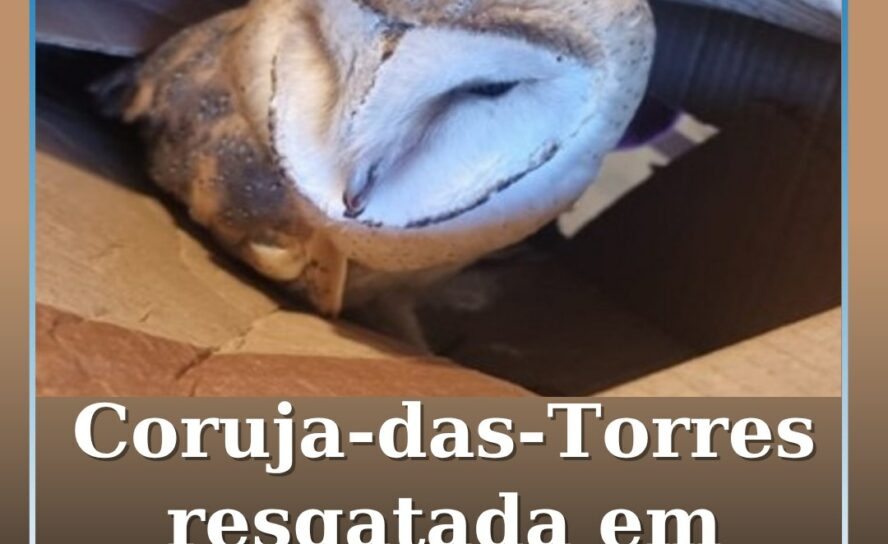 Coruja-das-Torres Resgatada em Proença-a-Nova