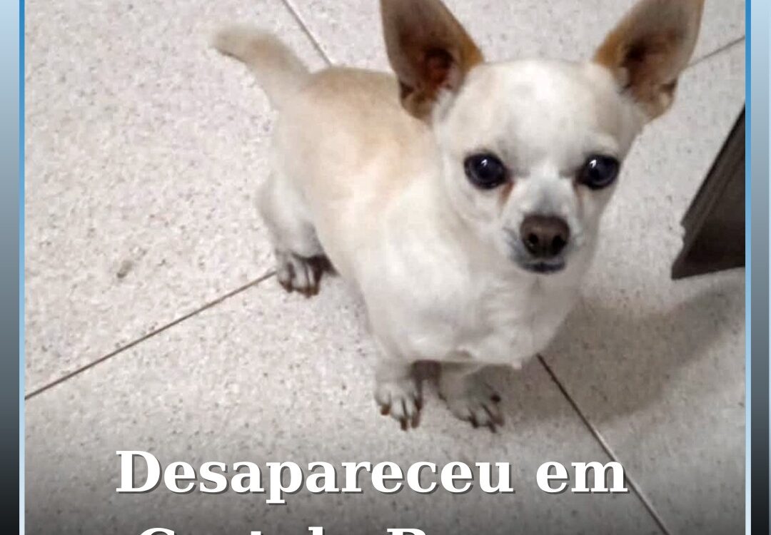 Desapareceu em Castelo Branco
