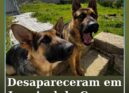 Dois cães desaparecidos na zona do Louriçal do Campo