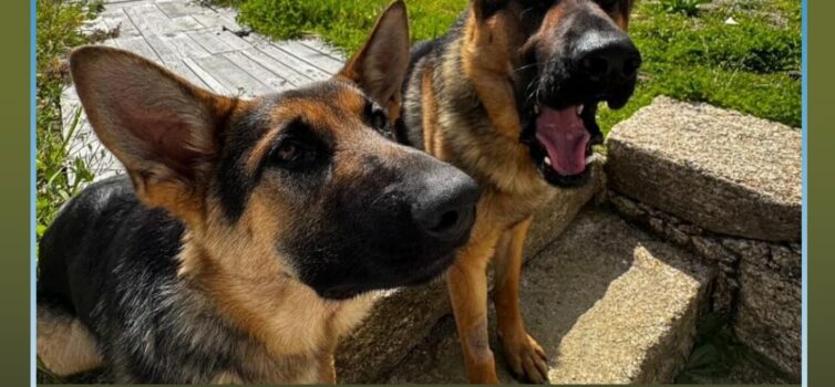 Dois cães desaparecidos na zona do Louriçal do Campo