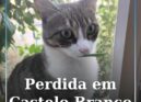 Gata desaparecida em Castelo Branco