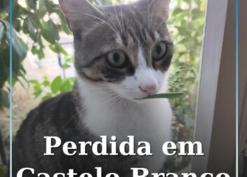 Gata desaparecida em Castelo Branco