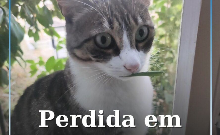 Gata desaparecida em Castelo Branco