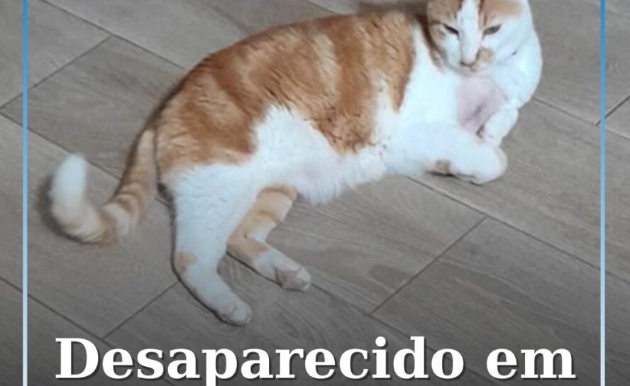 Desaparecido em Castelo Branco