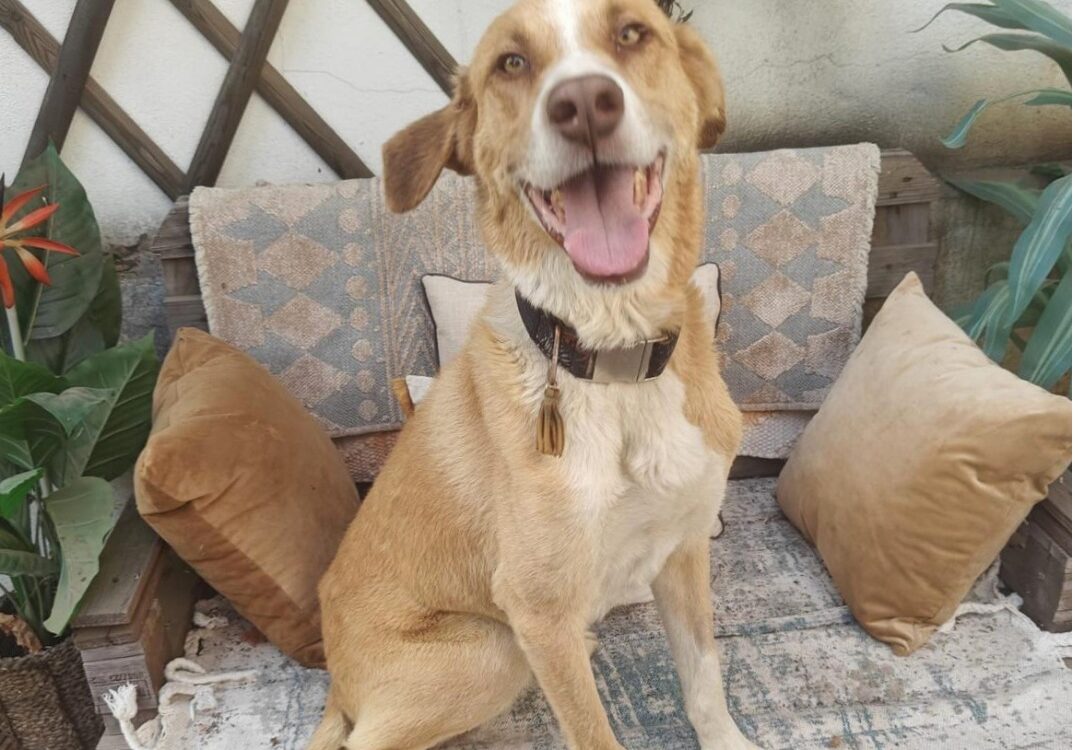 Animais resgatados do incêndio em Medelim procuram um novo lar